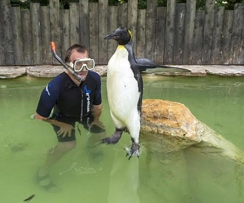 Chim cánh cụt sợ nước tập bơi - 2