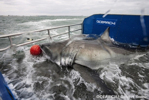 Chinh phục cá mập trắng nặng 1000 kg - 1