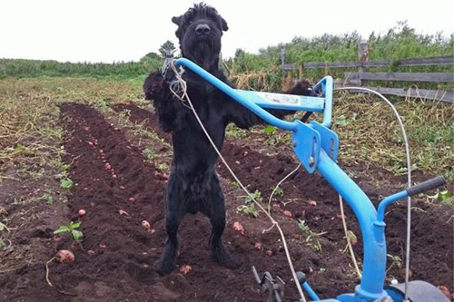 Chó giúp chủ xới đất bơm nước - 1