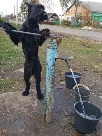 Chó giúp chủ xới đất bơm nước - 2