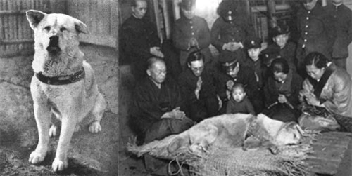 Chó hachiko - biểu tượng về lòng trung thành của nhật bản - 2