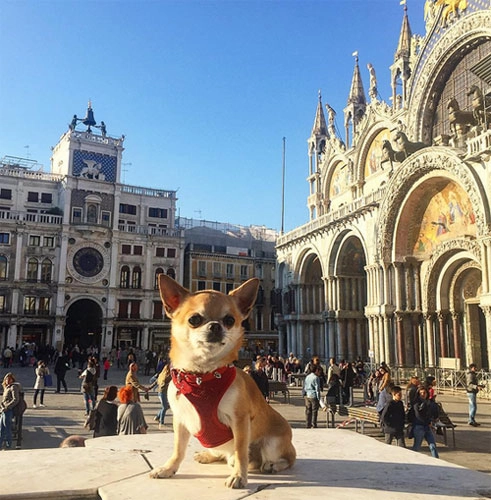 Chú chó đi du lịch nhiều nhất thế giới - 1