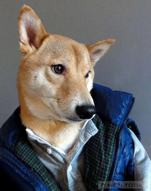 Chú chó thời trang nhất thế giới mạng - 1