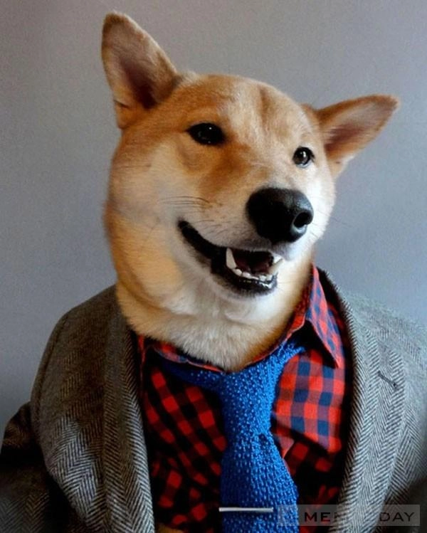 Chú chó thời trang nhất thế giới mạng - 2