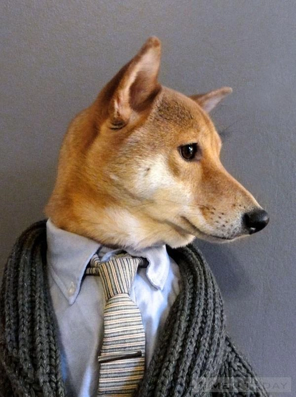 Chú chó thời trang nhất thế giới mạng - 4