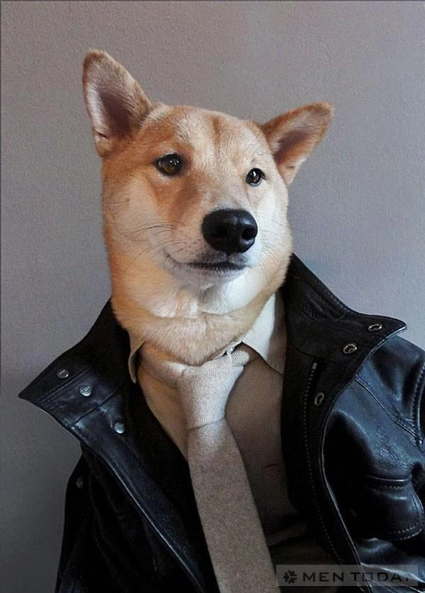 Chú chó thời trang nhất thế giới mạng - 7