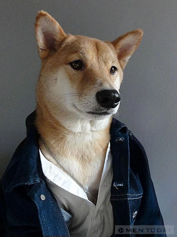 Chú chó thời trang nhất thế giới mạng - 8