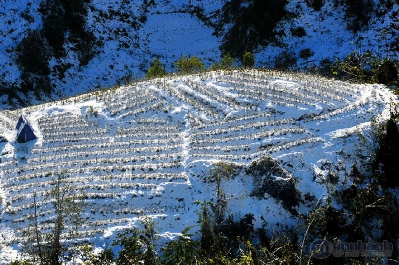 Chùm ảnh tuyệt đẹp về cảnh tượng tuyết phủ kín sapa - 7