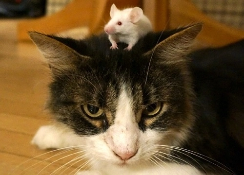 Chuột không con sợ mèo khi nhiêm ky sinh trung - 1