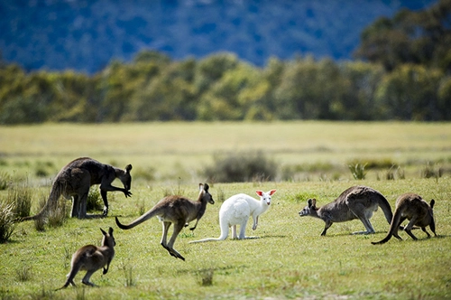 Chuột túi bạch tạng ở australia - 2