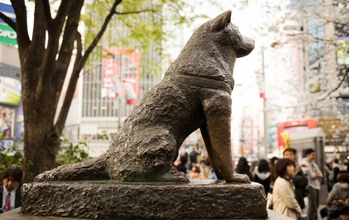 Chuyện kể về chú chó trung thành nhất lịch sử ở tokyo - 1