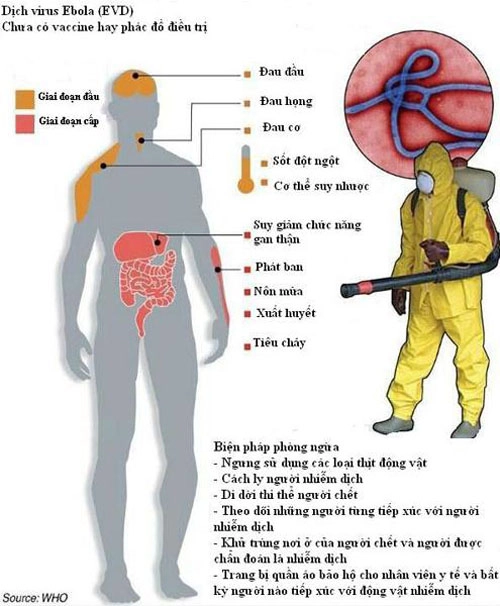 Cơ chế gây tổn thương cho người của virus ebola - 1