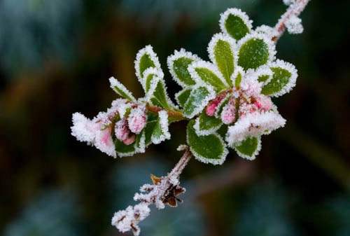 Cơ chế thích nghi với nhiệt độ lạnh của thực vật - 1