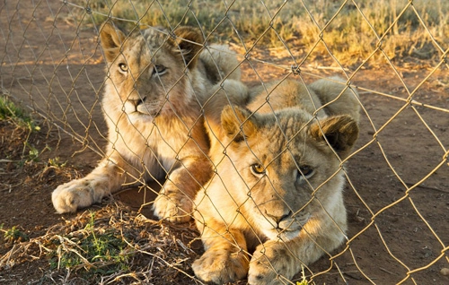 Cuộc đời của những con sư tử sinh ra để thành mồi săn - 1
