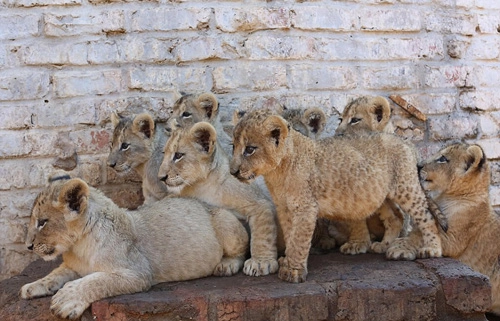 Cuộc đời của những con sư tử sinh ra để thành mồi săn - 2