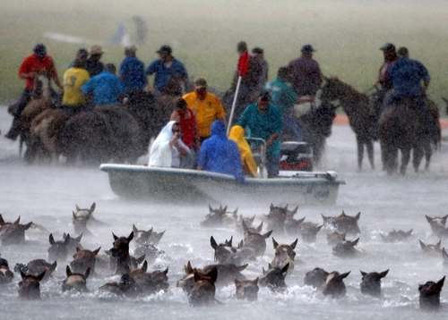 Cuộc thi tắm biển của những chú ngựa nước mỹ - 2