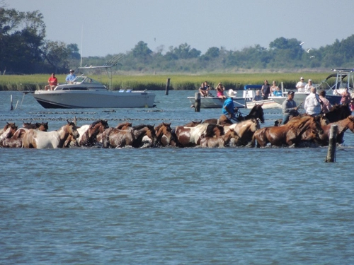 Cuộc thi tắm biển của những chú ngựa nước mỹ - 6