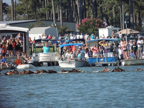 Cuộc thi tắm biển của những chú ngựa nước mỹ - 7