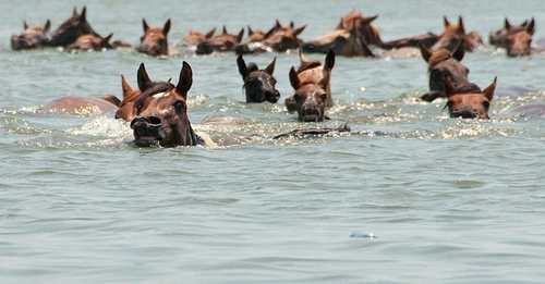 Cuộc thi tắm biển của những chú ngựa nước mỹ - 10