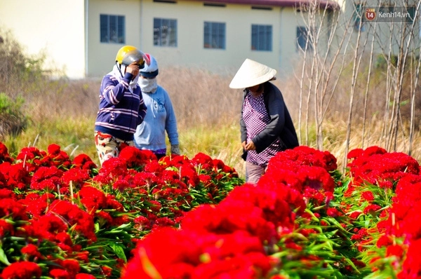 Đến thăm cánh đồng hoa ở quận ven sài gòn - 4