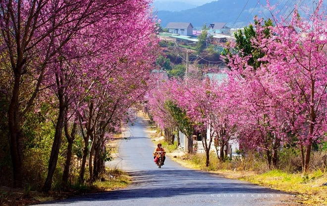 Đón xuân cùng hoa mai anh đào ở đà lạt - 5