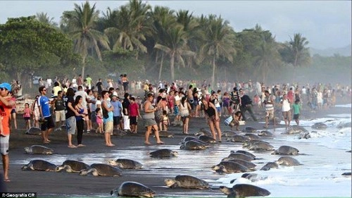 Du khách khiến rùa biển sợ không dám đẻ - 2