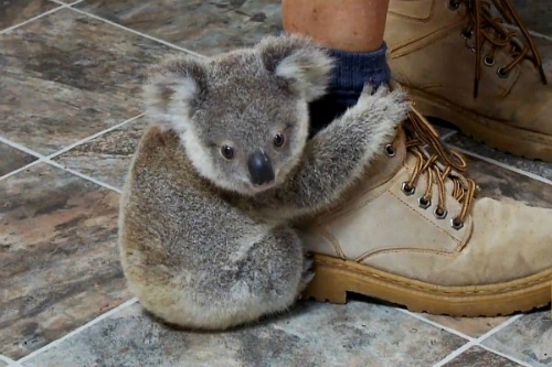Gấu koala leo lên chân du khách vì tưởng là thân cây - 1