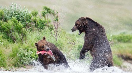 Gấu nâu chiến đấu để giành mồi - 4