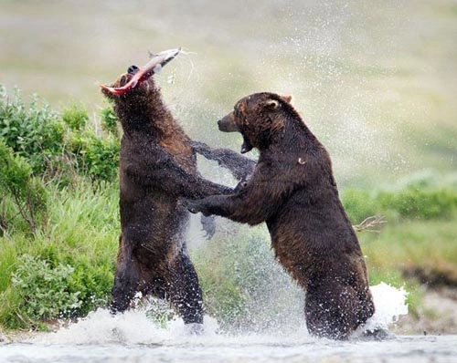 Gấu nâu chiến đấu để giành mồi - 6