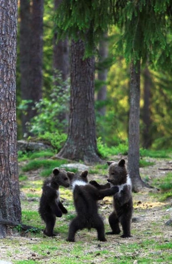 Gấu nâu nhảy múa trong rừng - 2