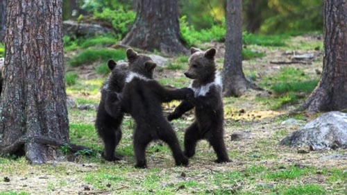 Gấu nâu nhảy múa trong rừng - 3