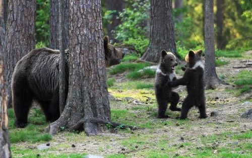Gấu nâu nhảy múa trong rừng - 5