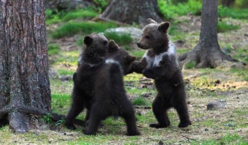 Gấu nâu nhảy múa trong rừng - 6