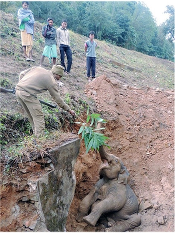Giải cứu voi từ hố bùn - 4