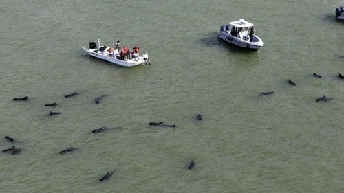Hàng chục cá voi hoa tiêu mắc cạn ở bãi biển mỹ - 1