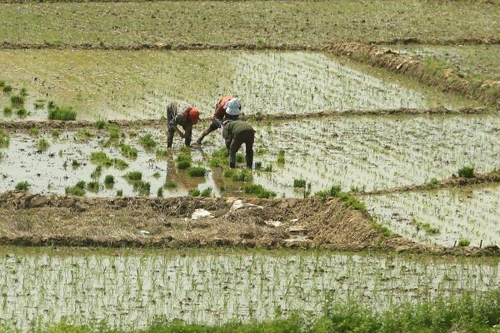 Hành trình thuần hóa cây lúa nước - 1