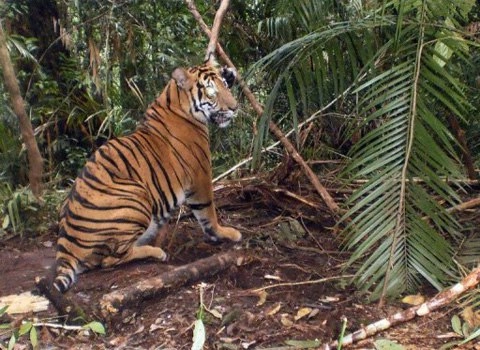 Hổ sumatra tại indonesia có thể sớm tuyệt chủng - 1
