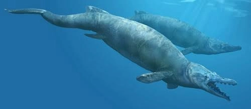 Hóa thạch cá voi nằm trong cá voi sát thủ cổ đại - 2