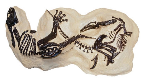 Hóa thạch đại chiến khủng long được đấu giá - 1