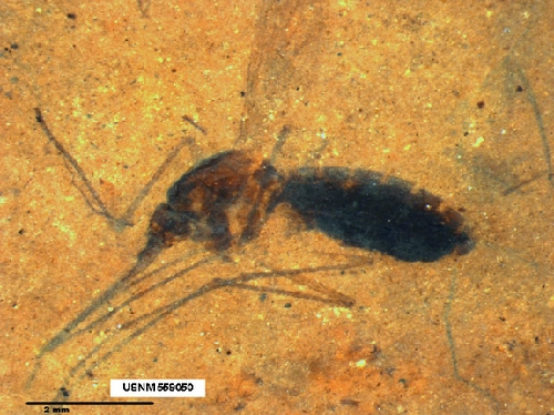 Hóa thạch muỗi 46 triệu năm tuổi - 1