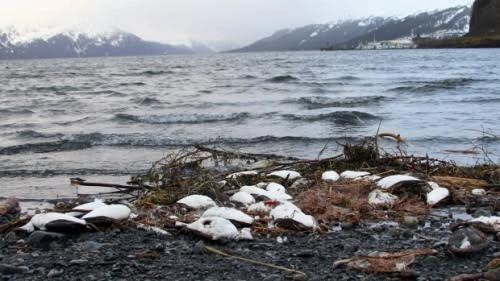 Hơn 8000 chim biển chết bất thường dọc bãi biển alaska - 1
