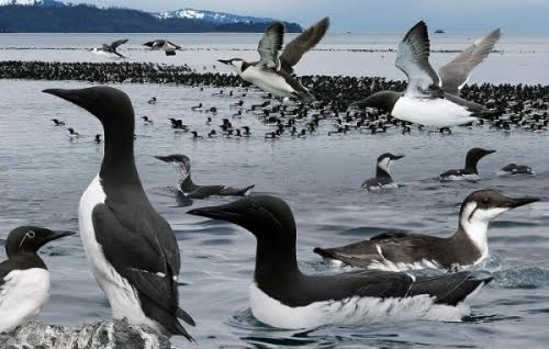 Hơn 8000 chim biển chết bất thường dọc bãi biển alaska - 2
