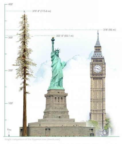Hyperion - cây cổ thụ cao nhất thế giới - 2