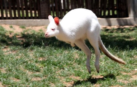 Kangaroo trắng ở trung quốc - 1