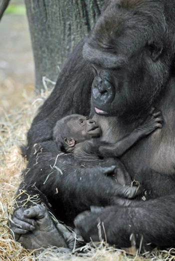 Khỉ đột mới sinh quấn quýt bên mẹ - 2