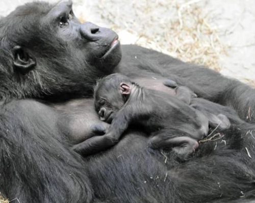 Khỉ đột mới sinh quấn quýt bên mẹ - 3