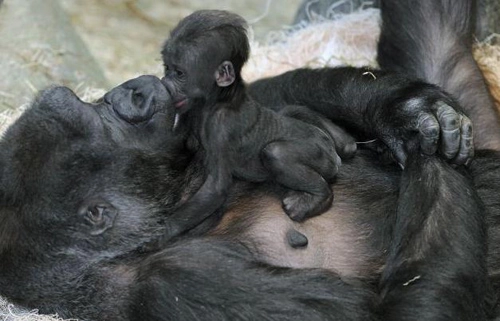 Khỉ đột mới sinh quấn quýt bên mẹ - 4