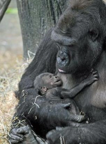 Khỉ đột mới sinh quấn quýt bên mẹ - 5