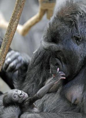 Khỉ đột mới sinh quấn quýt bên mẹ - 6