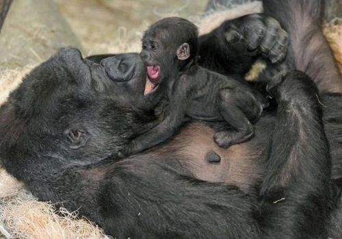 Khỉ đột mới sinh quấn quýt bên mẹ - 8